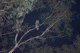 Tyto tenebricosa tenebricosa (Gould 1845) resmi