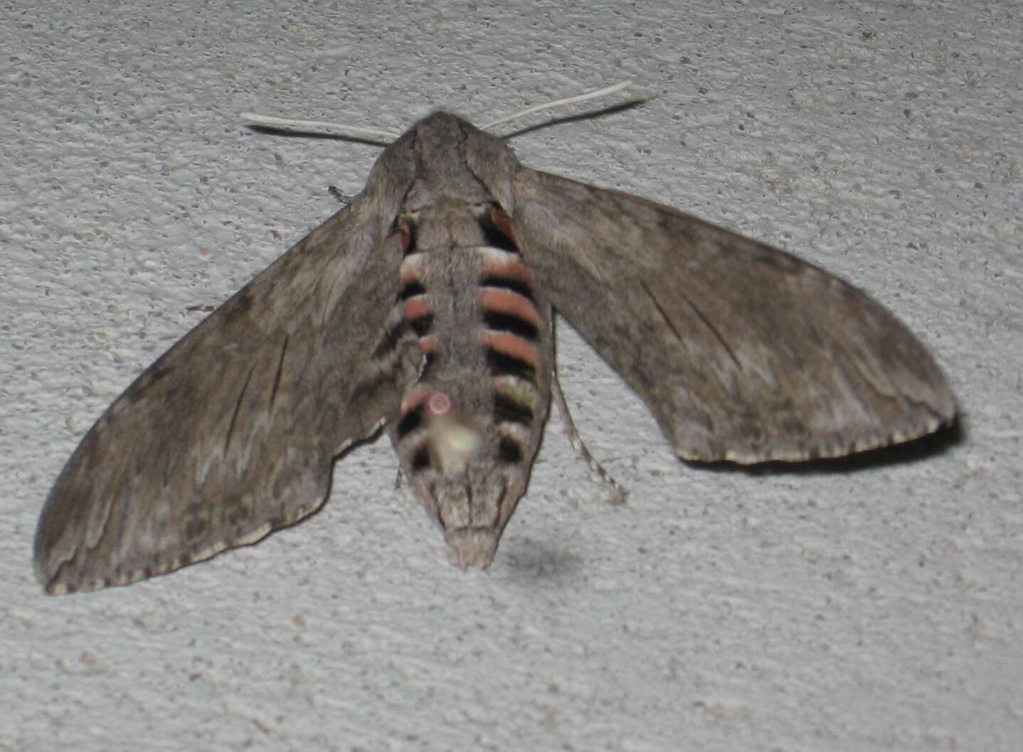 Image of convolvulus hawk moth