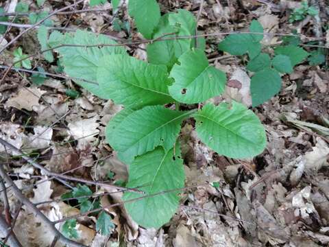 Image of Primula acaulis subsp. rubra (Sm.) Greuter & Burdet