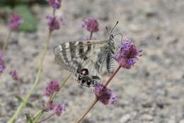 Sivun Parnassius charltonius Gray (1853) kuva