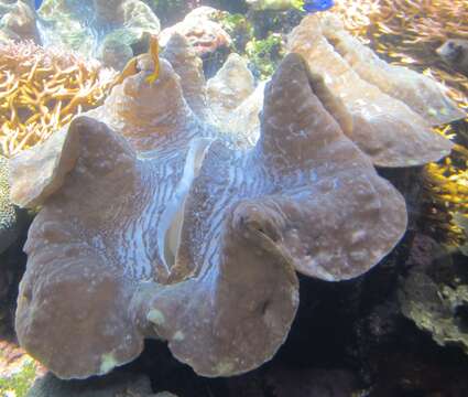 Image of Giant Clam