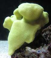 Image of Stony coral