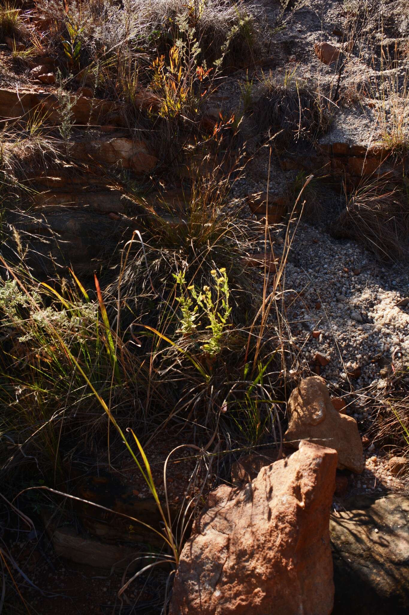 Image of Helichrysum aureum var. monocephalum (DC.) Hilliard