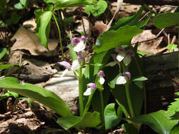 Plancia ëd Galearis spectabilis (L.) Raf.