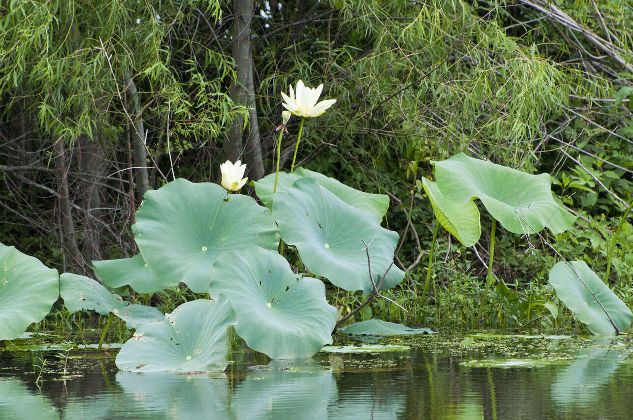 Image of American lotus