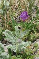 Image de Oxytropis albovillosa B. Fedtsch.