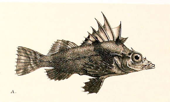 Image of pigfishes and horsefishes