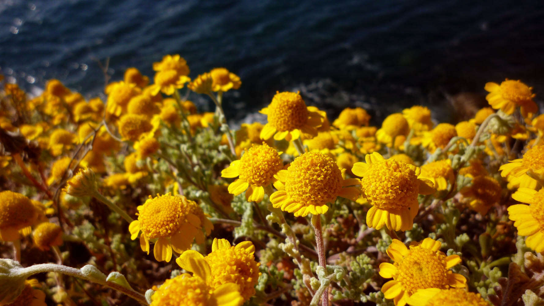 Imagem de Anthemis chrysantha Gay