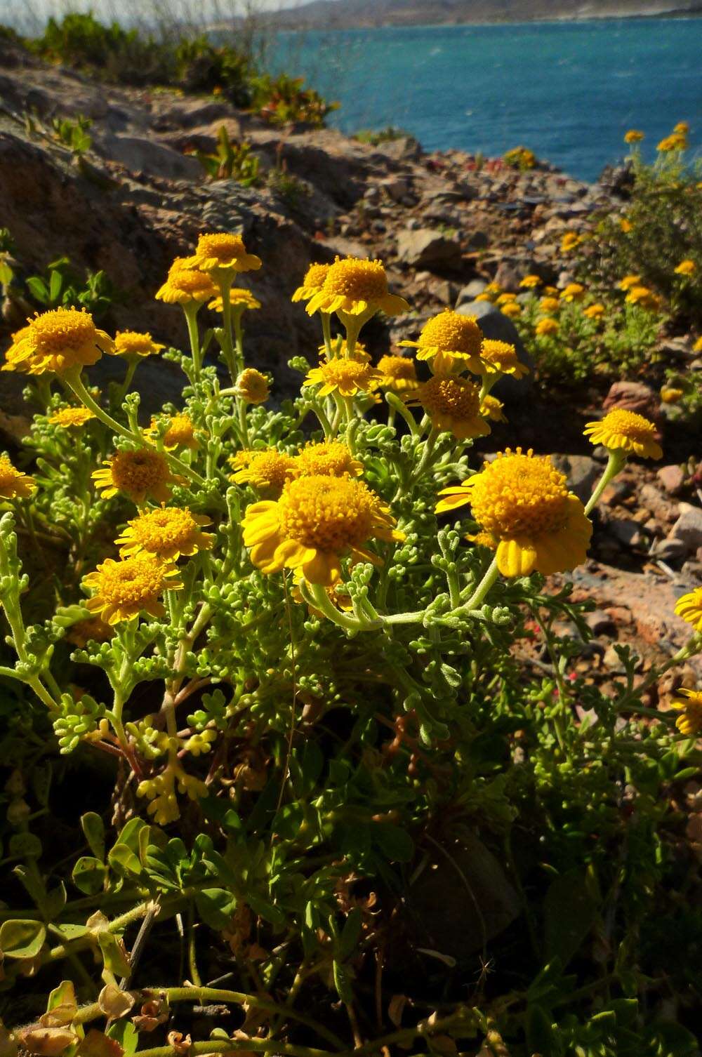 Imagem de Anthemis chrysantha Gay