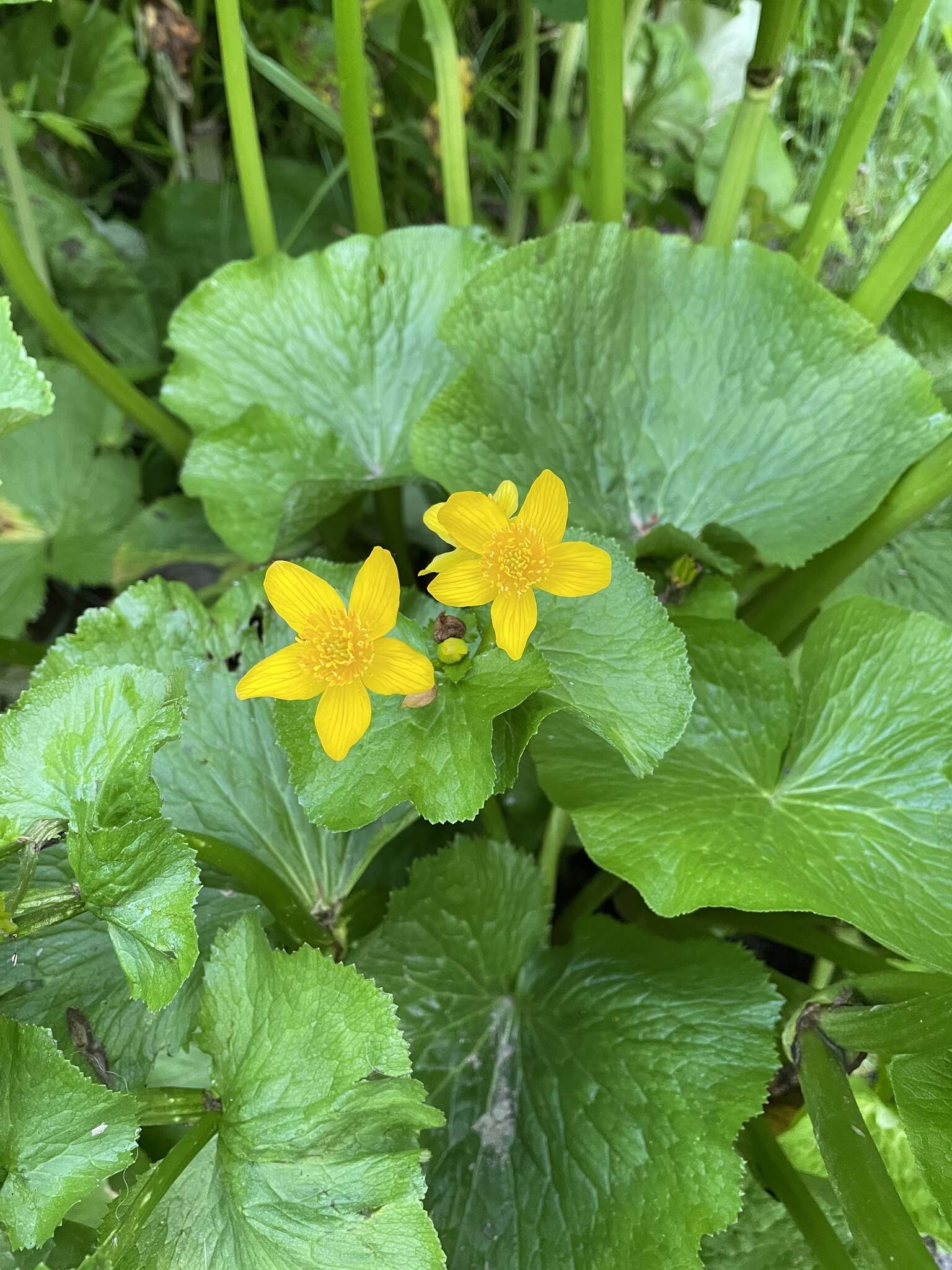 Caltha palustris var. barthei Hance的圖片