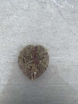 Image of purple heart urchin