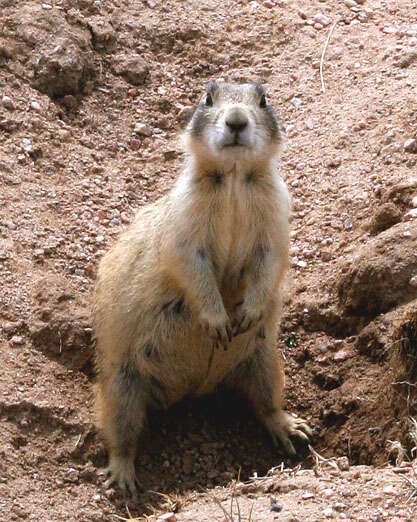 Image of White-tailed Prairie Dog