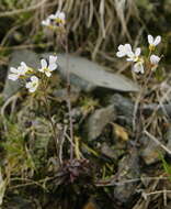 Image of Kamchatka rockcress