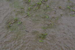 Image of Panarctic Water-Crowfoot