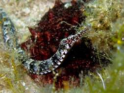 Image of Common Pipefish