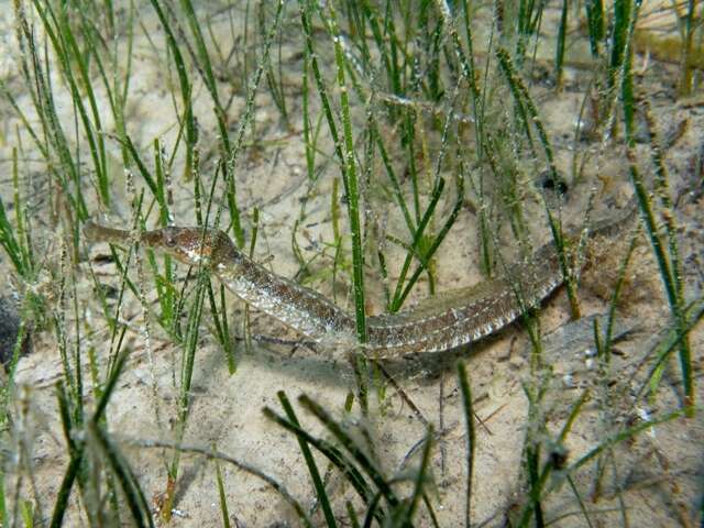 Image of Common Pipefish