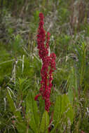 Rumex arcticus Trautv.的圖片