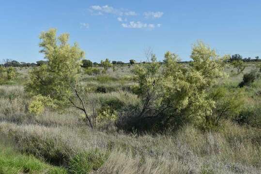 Image of Acacia victoriae subsp. victoriae