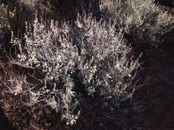 Image of San Diego bur ragweed