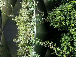 Image of English ivy