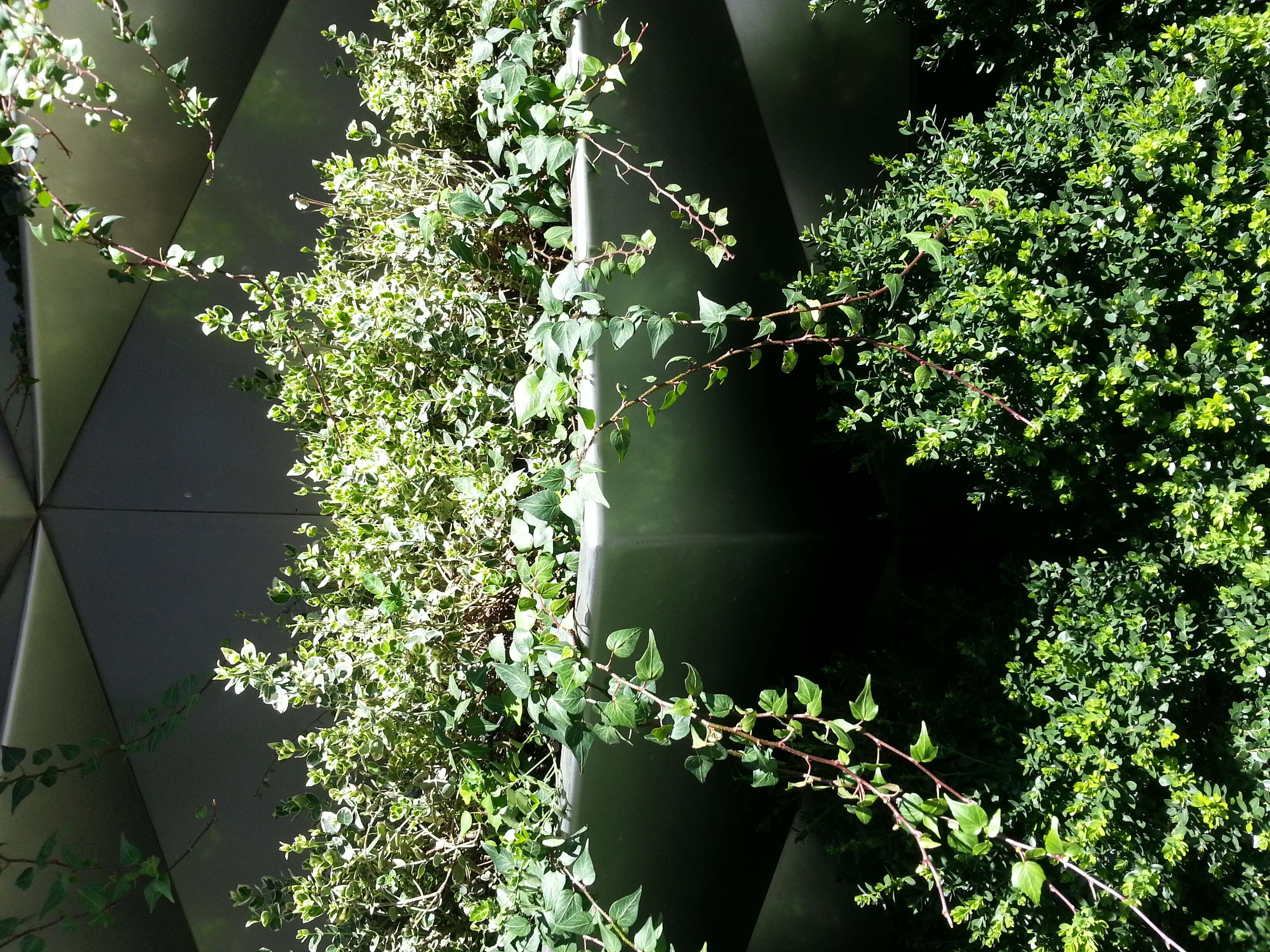 Image of English ivy