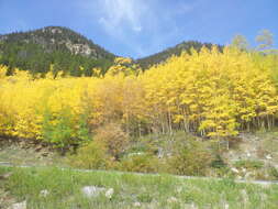 Image of quaking aspen