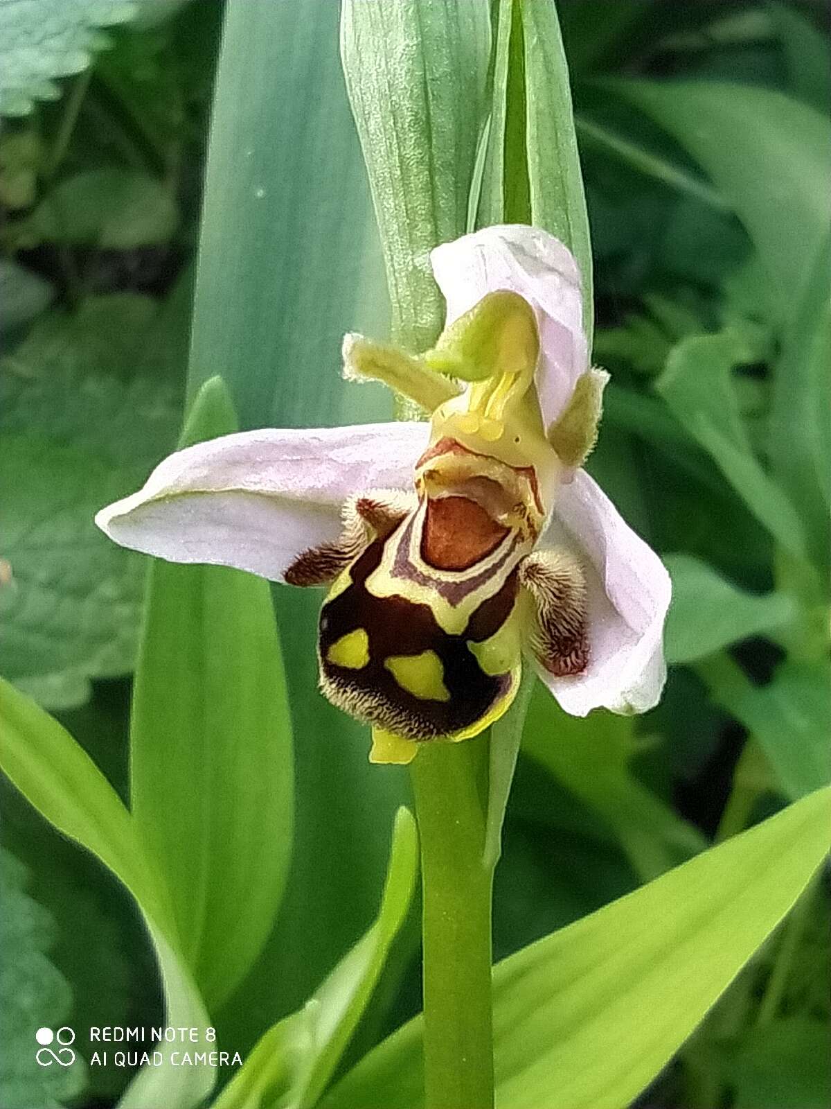 Image of Ophrys apifera var. aurita (Moggr.) Gremli