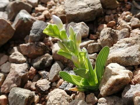 Image of Lapeirousia pyramidalis subsp. pyramidalis