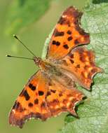 Image of Comma