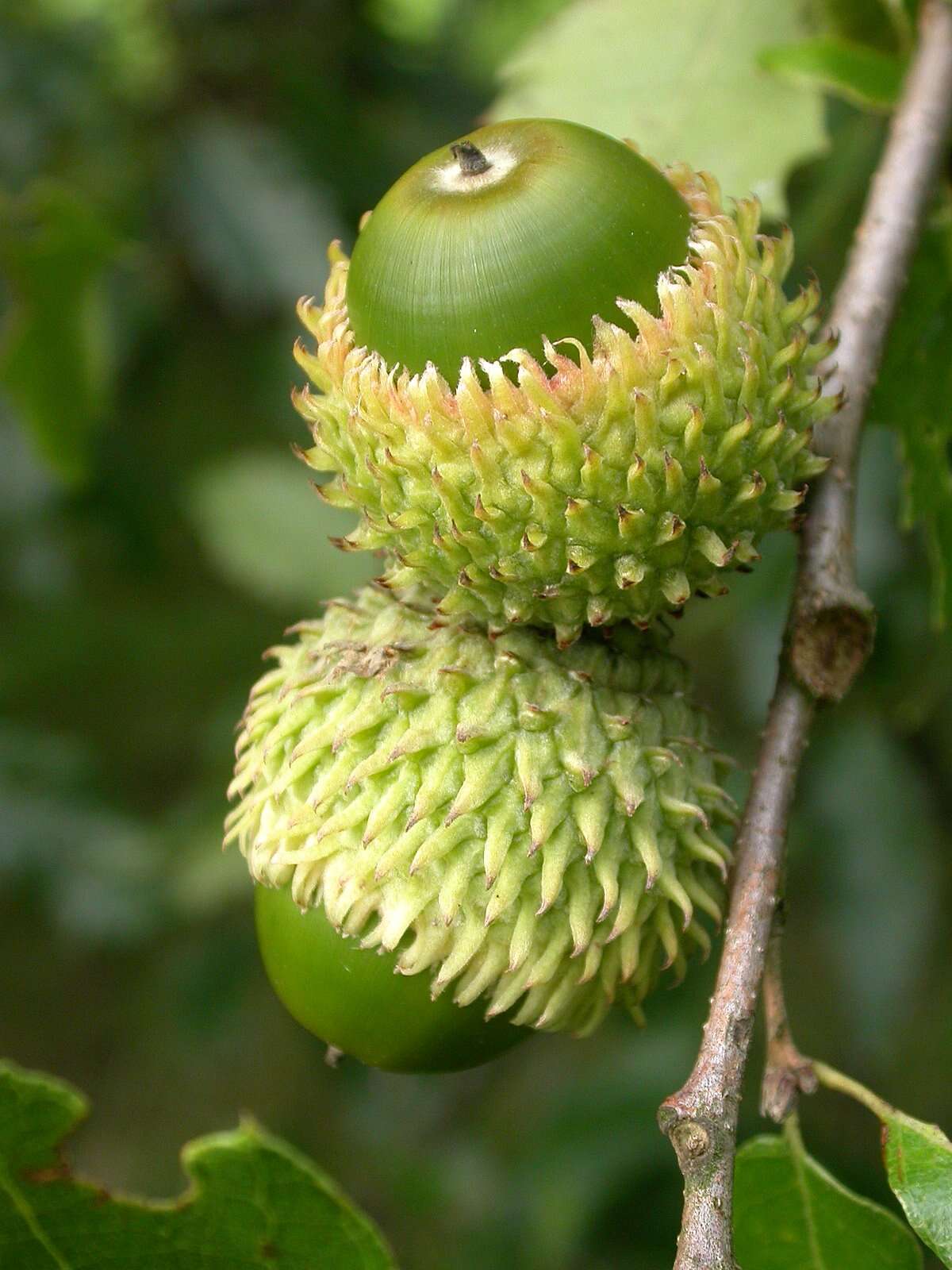 Imagem de Quercus libani G. Olivier