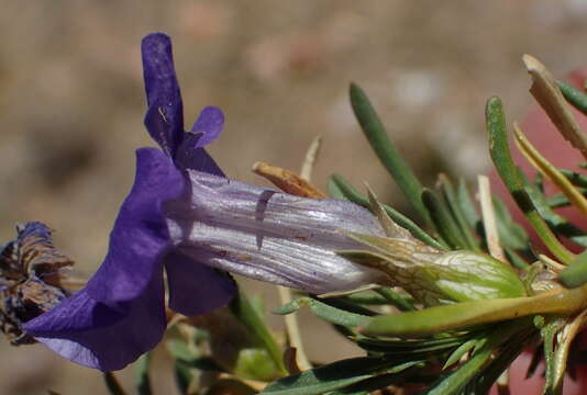 Image de Aptosimum spinescens (Thunb.) Weber