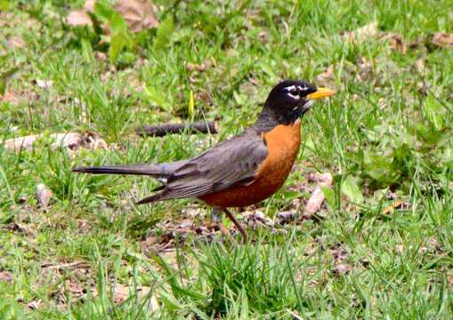 Image of American Robin