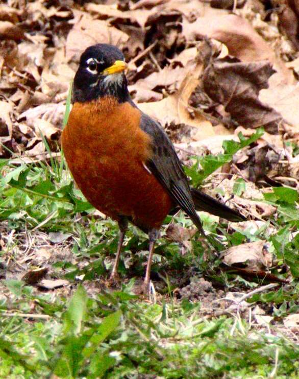 Image of American Robin