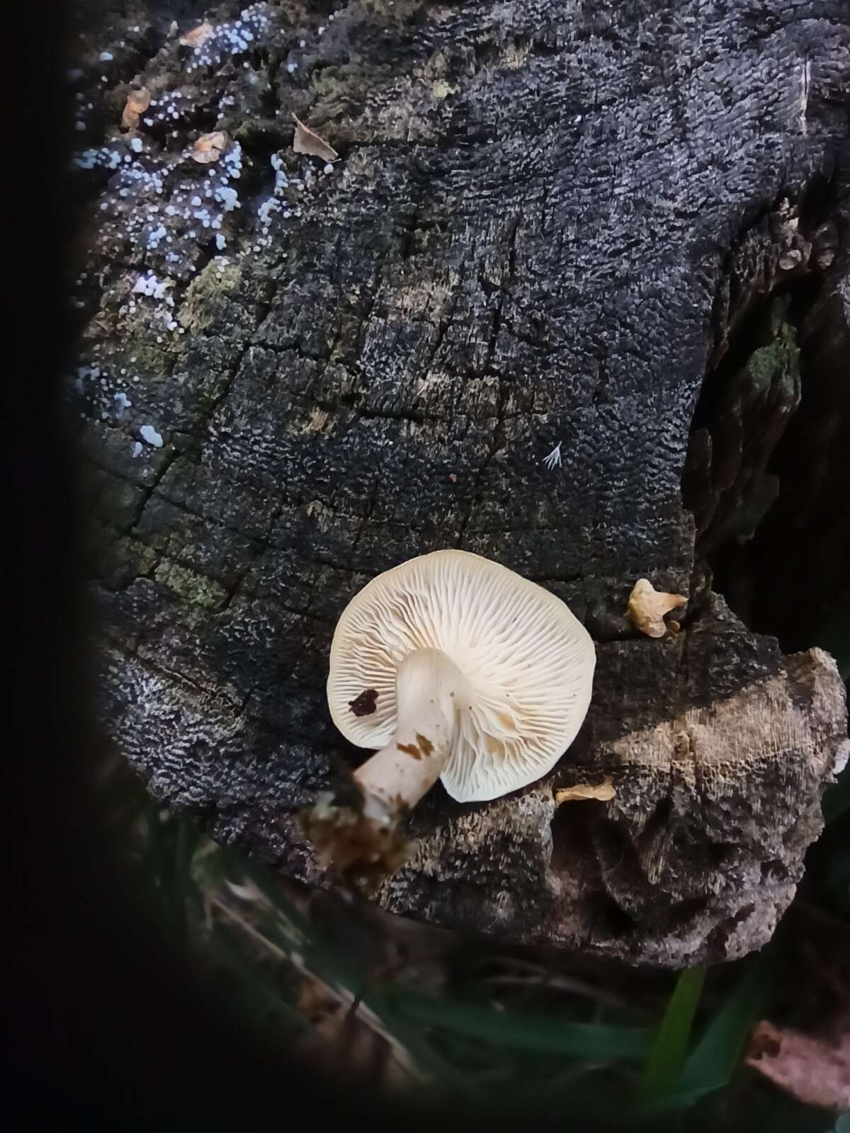 Clitocybe truncicola (Peck) Sacc. 1887 resmi