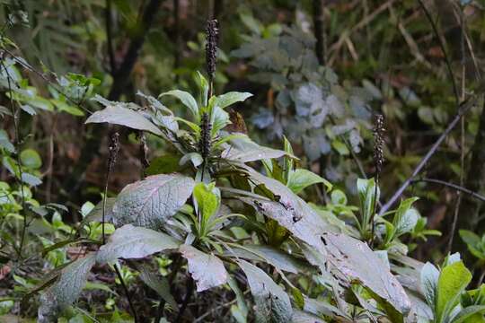 Image de Digitalis sceptrum L. fil.