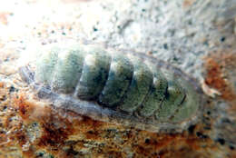 Imagem de Ischnochiton elongatus (Blainville 1825)