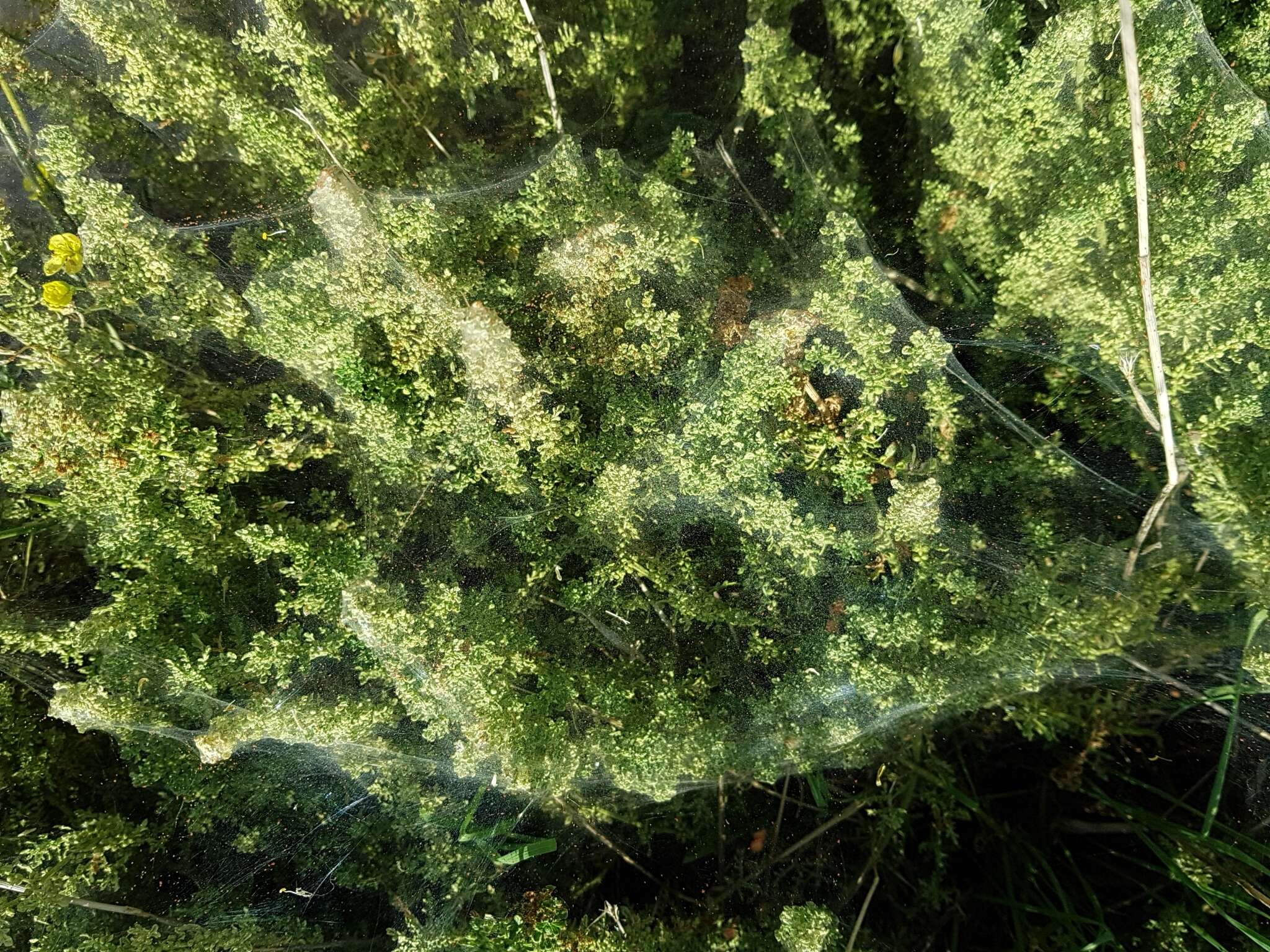 Image of cutleaf goosefoot