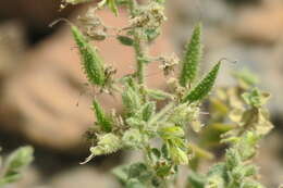 Image of Cleome austroarabica D. F. Chamberlain & J. Lamond