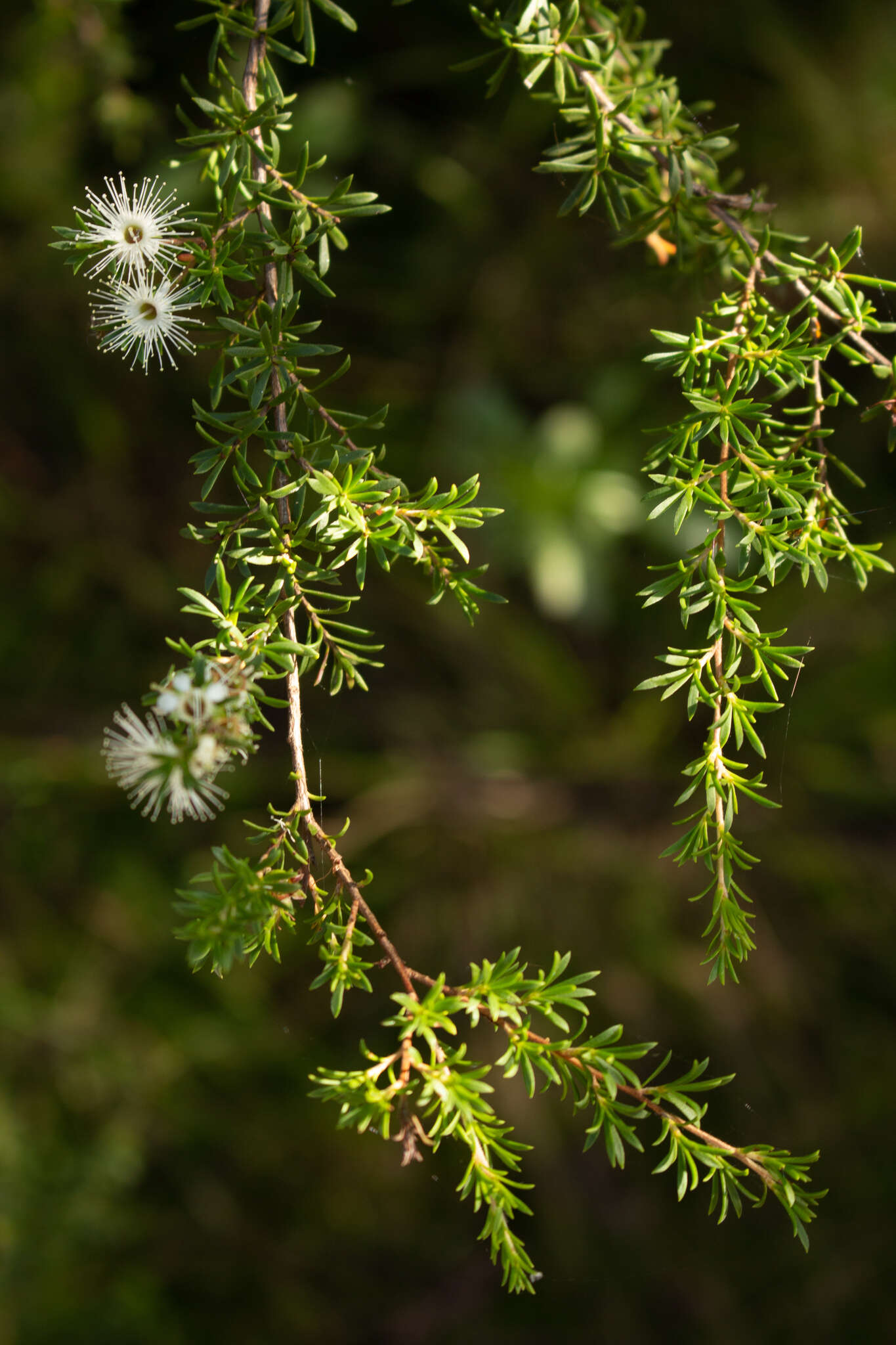 Image de Kunzea ambigua (Smith) Druce