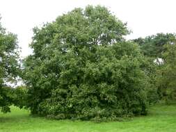 Image of Lebanon Oak