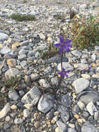 Sivun Campanula aurita Greene kuva