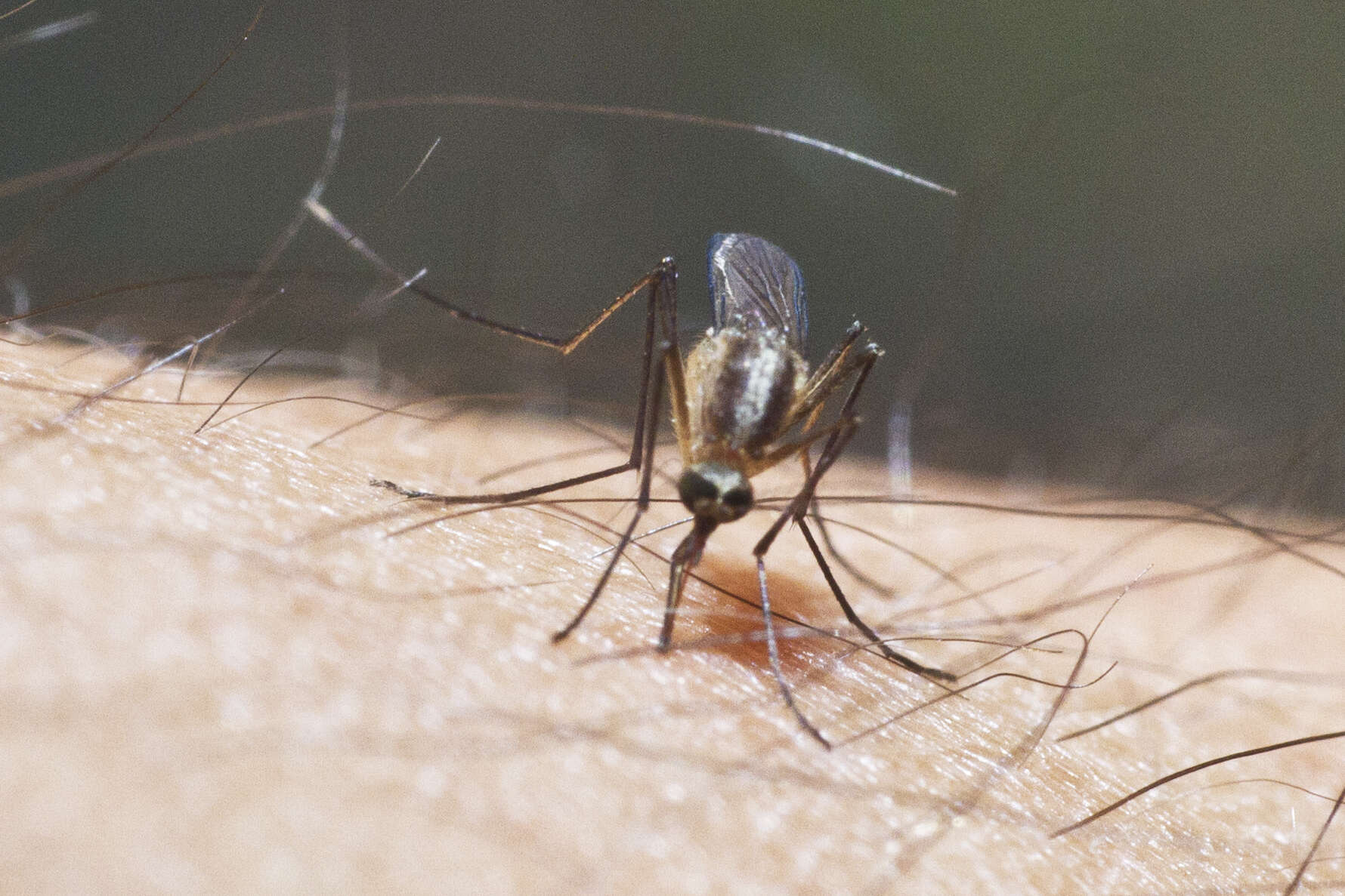 Image of Aedes atlanticus Dyar & Knab 1906