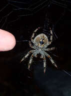 Image de Araneus gemma (McCook 1888)