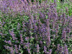 Image of raceme catnip