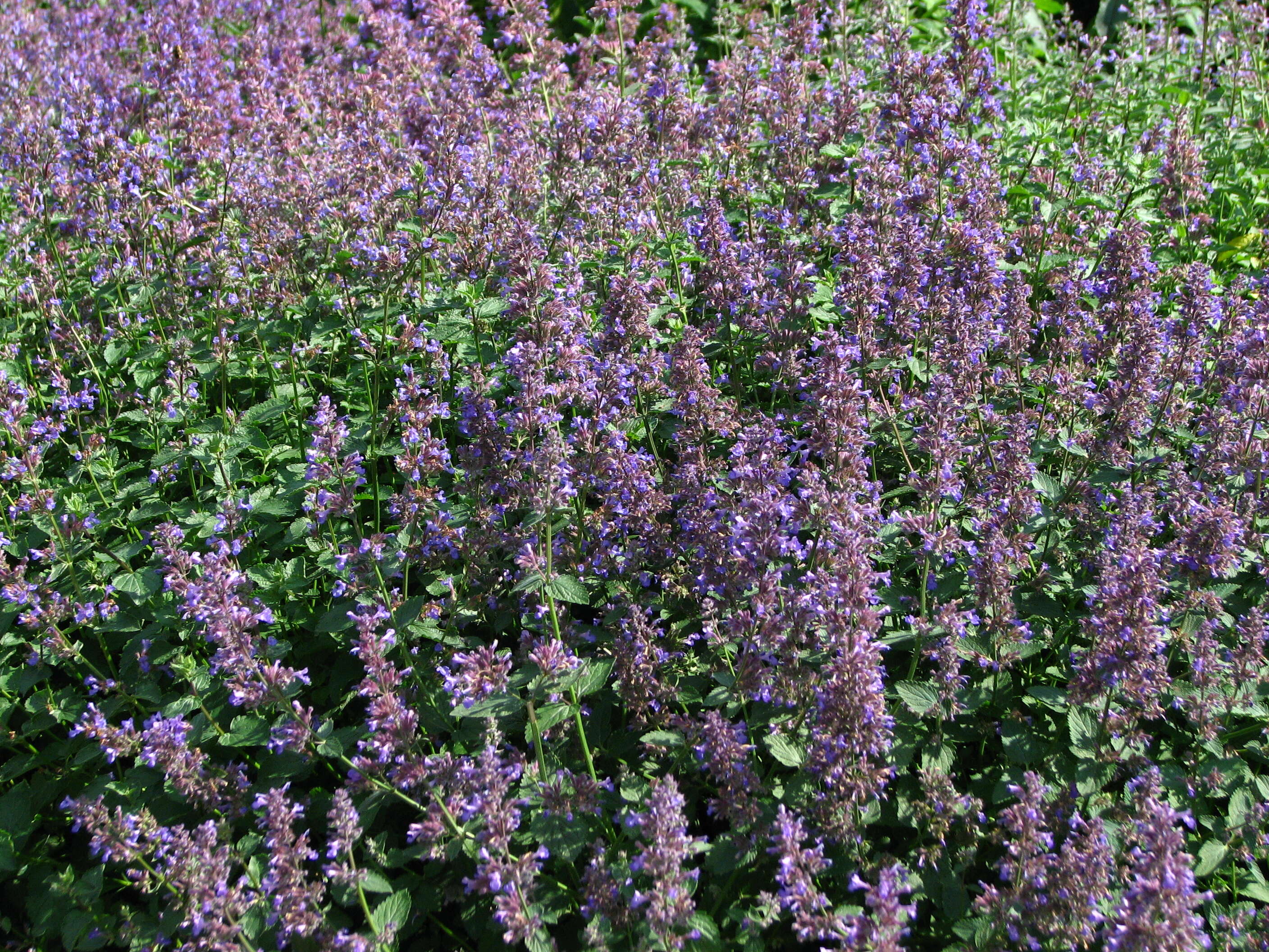 Image of raceme catnip