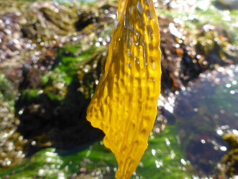 Image of Agaraceae