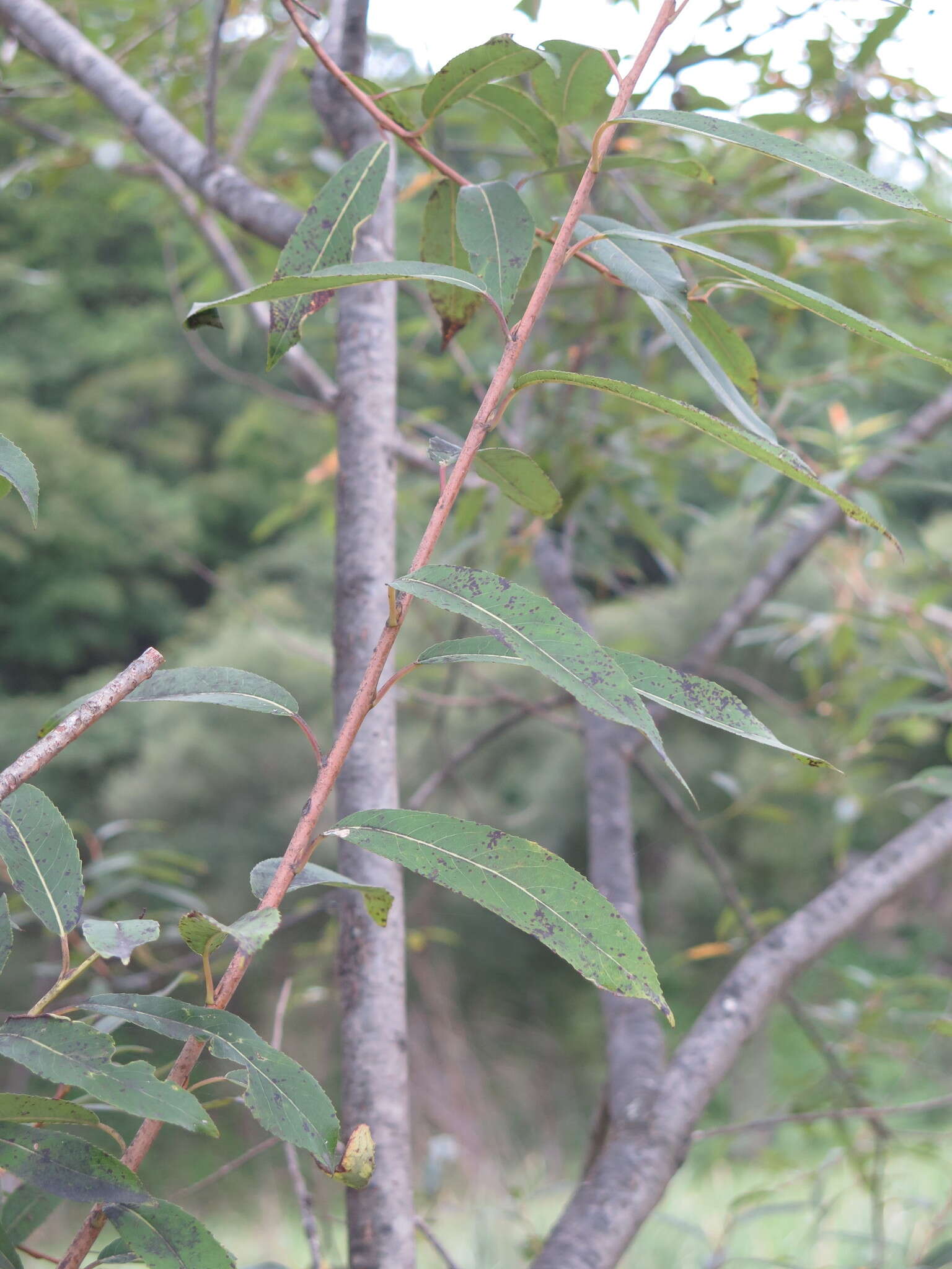 Image of Salix subfragilis Anderss.