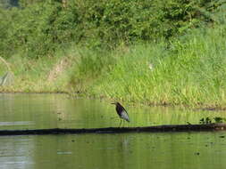 Image of Chinese Pond Heron