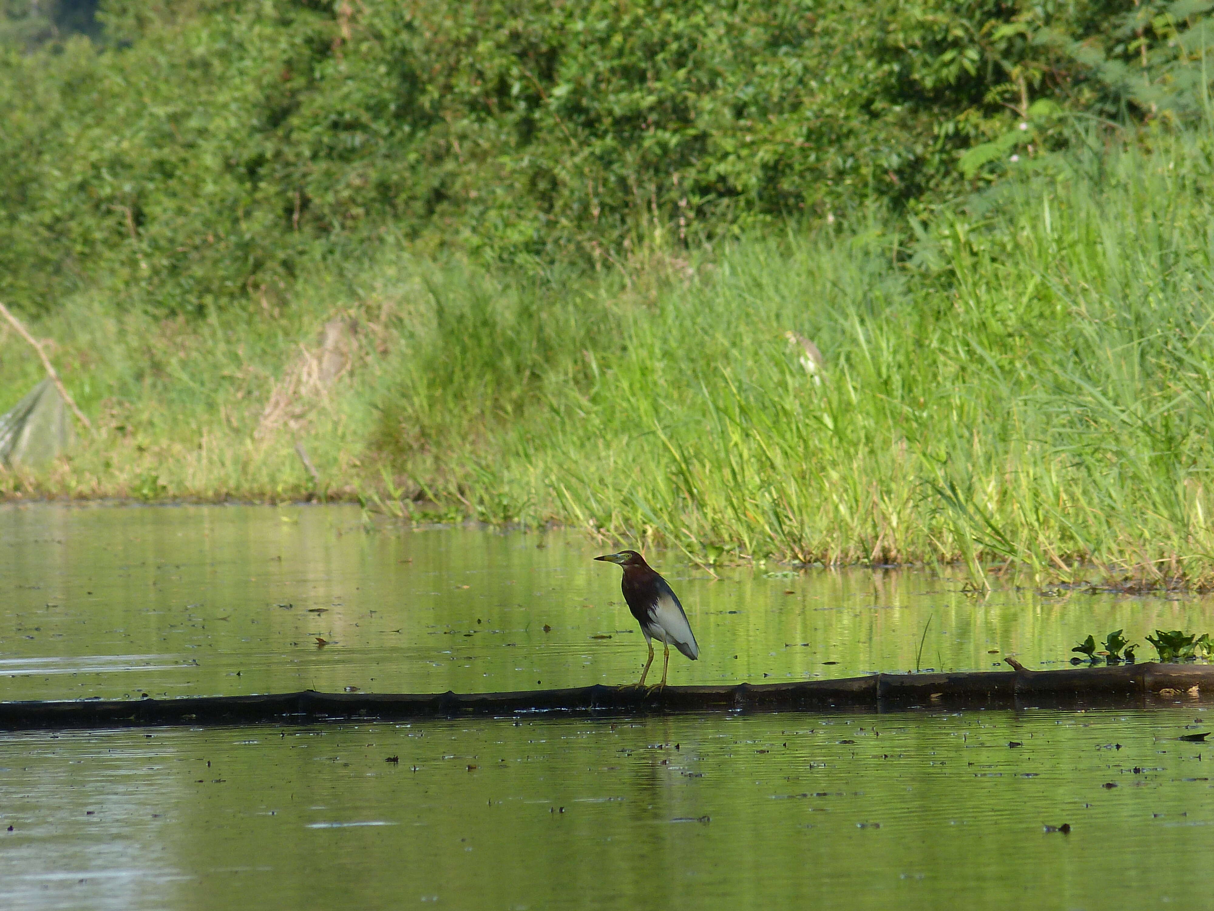 Image of Chinese Pond Heron