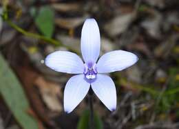 Image of Caladenia sericea Lindl.